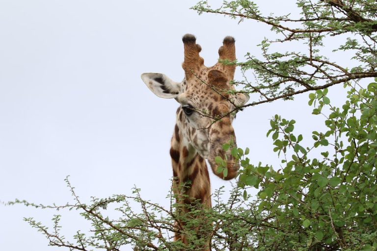 Maasai Mara: 3-Day Safari with Spanish Guide Small Group
