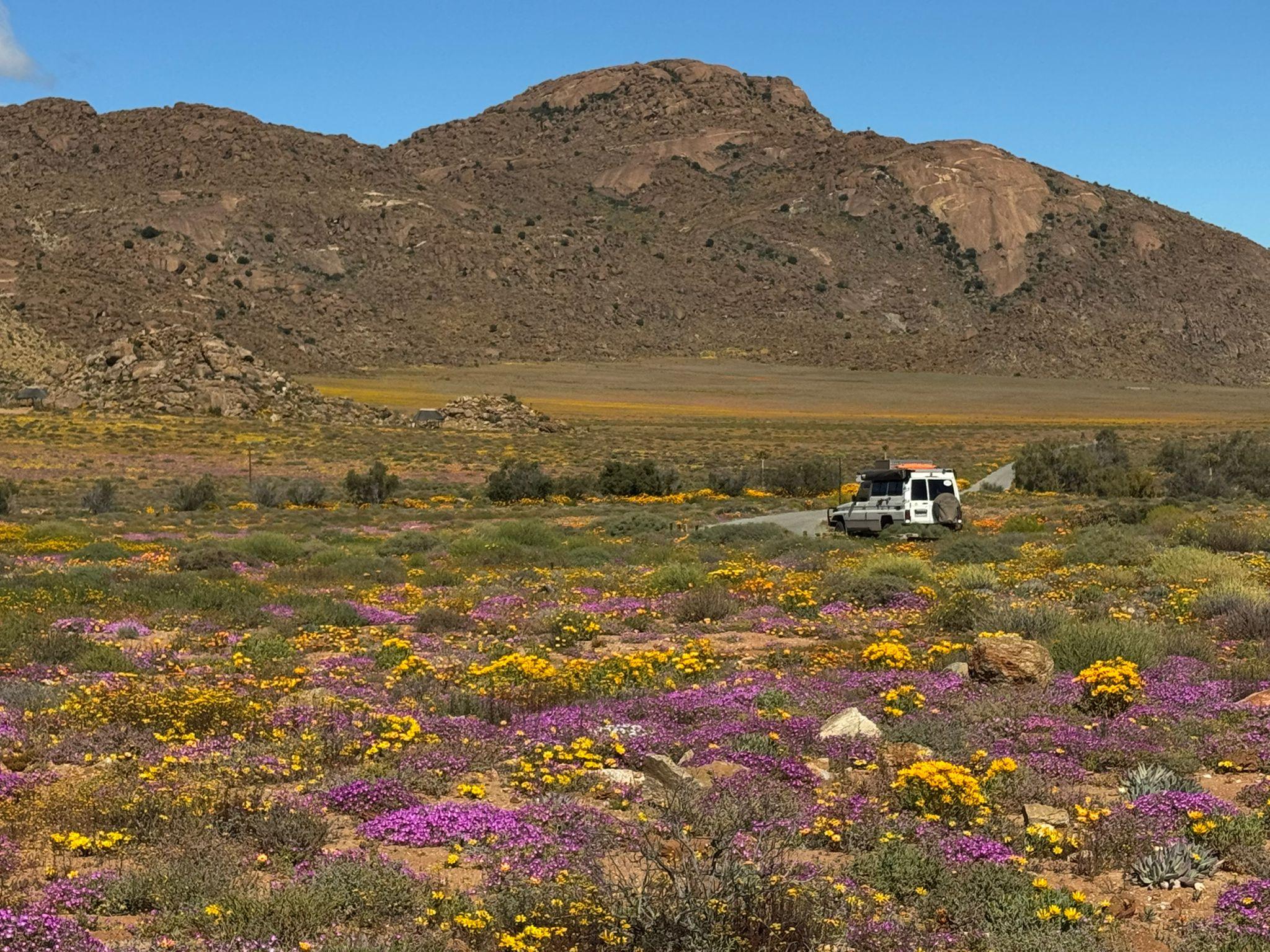 Knysna: Oudtshoorn, Cango Caves und Straußentour
