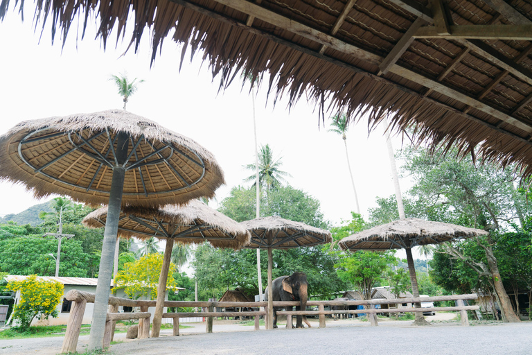 Krabi: Ao Nang Elephant Sanctuary Tour