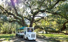 Charleston: Magnolia Plantation & Gardens Guided Tour
