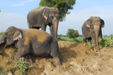 Vanuit Delhi: Taj Mahal-tour met Elephant Conservation CentreAlles incl. Auto + Gids + Tickets + Olifantenbescherming