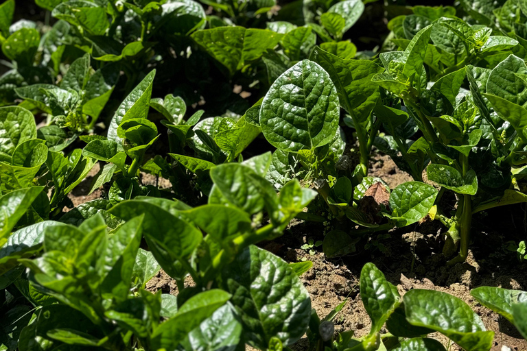 Ella: Sunrise Hike to Ella Rock with Waterfall Visit