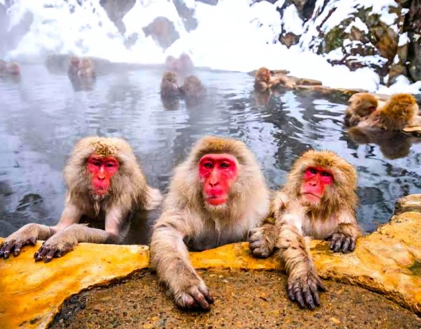 Snow monkeys Zenkoji temple one day private sightseeing tour