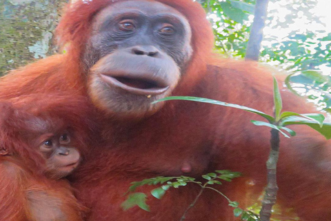 Medan: Discover the Best of Sumatra Day Trip! Medan: Lake Toba Tour