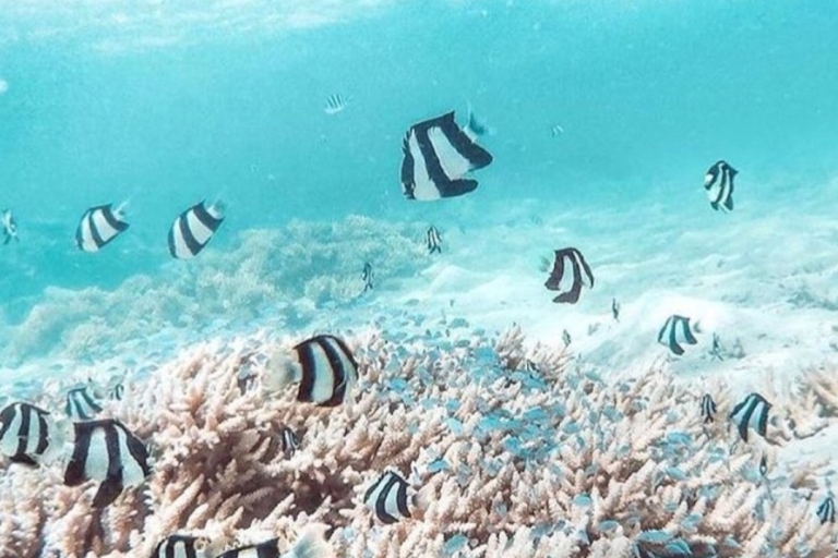 Mauritius: Wizyta łodzią ze szklanym dnem BlueBay i snorkelingPrywatna wycieczka