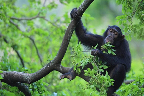 03 DAYS/02 NIGHTS CHIMPANZEE TRACKING AND BIGODI SWAMP WALK