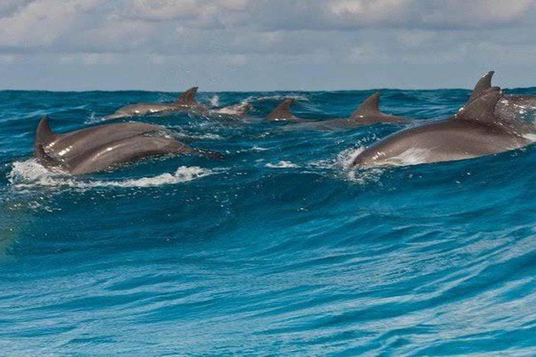 Delfiny i nurkowanie z rurką na Zanzibarze: wycieczka na wyspę MnembaDelfiny i snorkeling na Zanzibarze: wycieczka na wyspę Mnemba