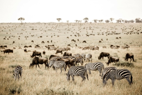 13-dniowe safari z gorylami, Masai Mara i Serengeti
