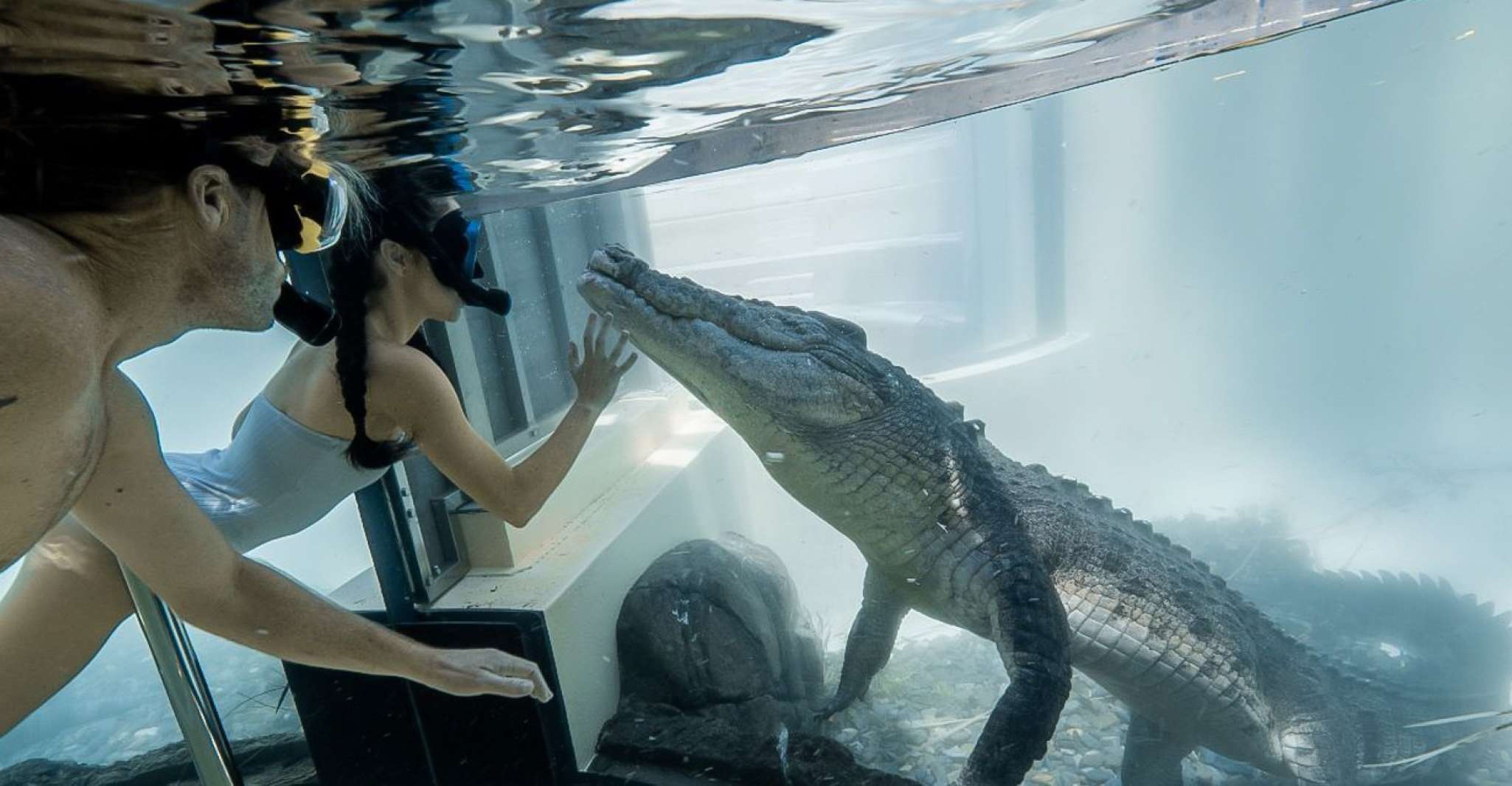Port Douglas, Wildlife Habitat Swim with Crocodiles - Housity