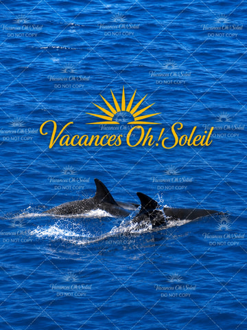 Dolphins: Private, Snorkel, CrystalRock, ileoBenitiers,lunch