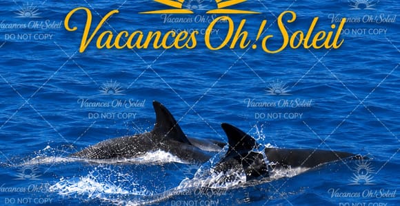 Dolphins: Private, Snorkel, CrystalRock, ileoBenitiers,lunch