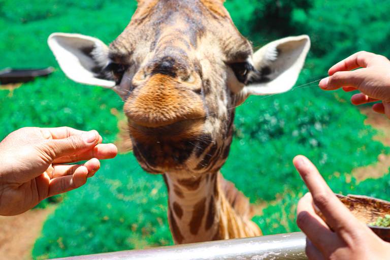 Nairobi National Park, Giraffe Center, Orpanage &amp; Bomas Trip