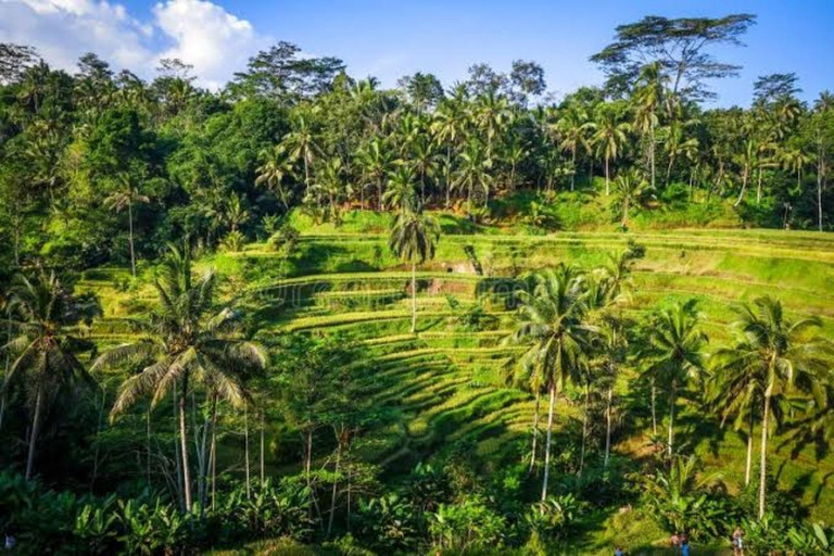 Ubud Visite privée d'une journée avec Bali Lady DriverVisite privée