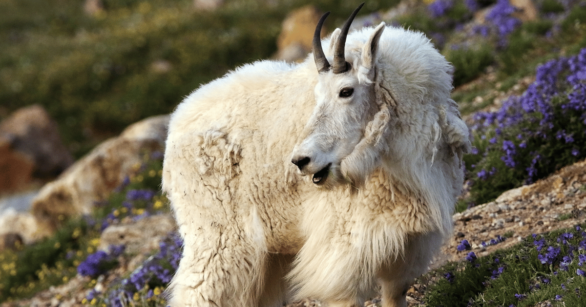 Beartooth Highway Tour With Wildlife Guide | GetYourGuide