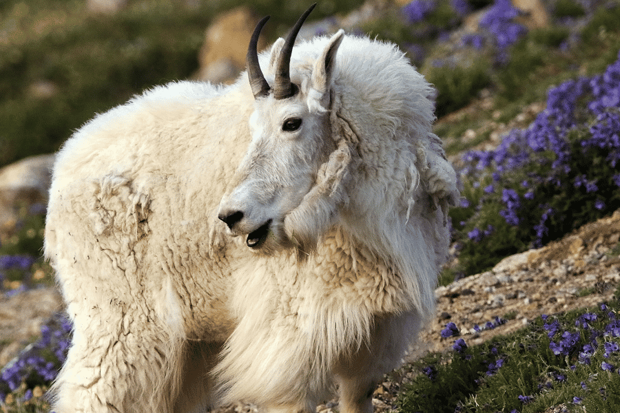 Beartooth Highway Tour mit Wildlife Guide. Foto: GetYourGuide Beartooth Highway Tour mit Wildlife Guide. Foto: GetYourGuide