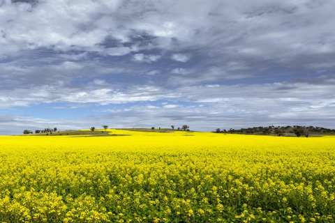 From Perth: Wave Rock Private Tour