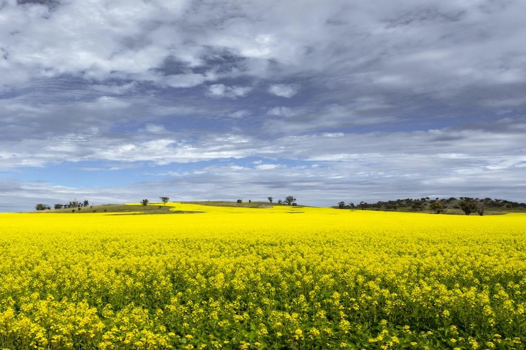 From Perth: Wave Rock Private Tour