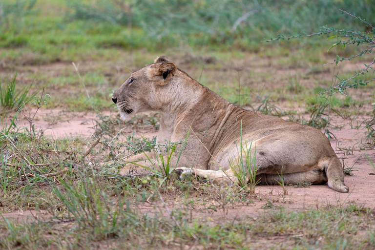 Oeganda Afrika : 3 Dagen Murchison Falls