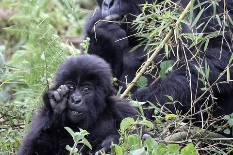Kigali: Volcanoes National Park Gorilla Trekking Day Trip