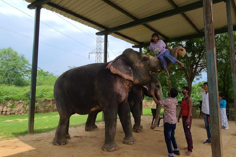 Jaipur: Hathigao Elephant Village Ride, Feeding, & Photos Riding, Feeding, Climbing And Photography with Elephant