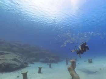 Try Dive - Dykking - privat guidet dykking - med mye fisk