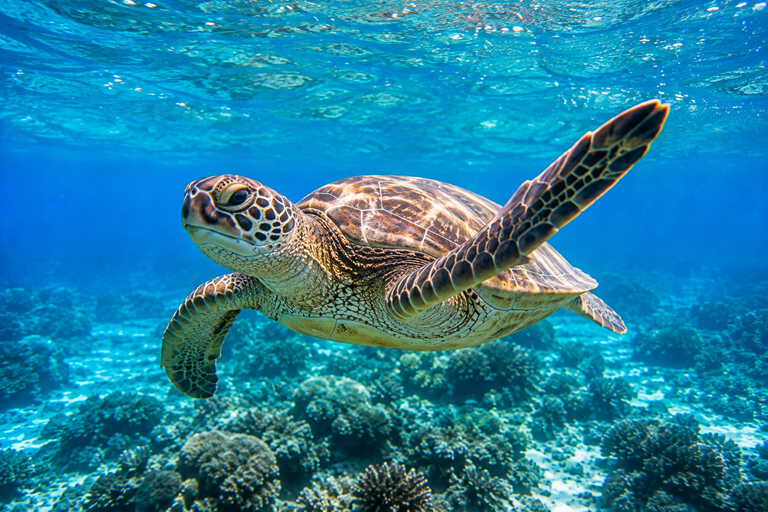 Labuan Bajo: 6 Island Komodo Speedboat Day Trip & Snorkeling