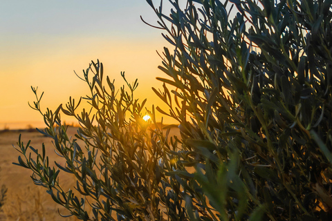 Dżerba: Zachód słońca, wschód słońca i jedna noc w berberyjskim namiocie.Dżerba: zachód słońca, wschód słońca i jedna noc w berberyjskim namiocie.