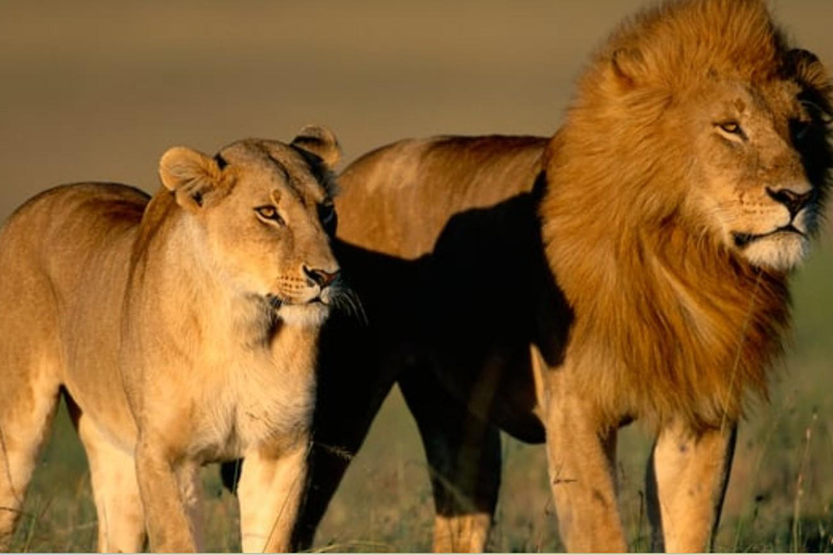 From Johannesburg: 2-Day Kruger National Park Safari