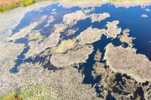 Nature adventure - Bog hike, Foraging, Countryside culture