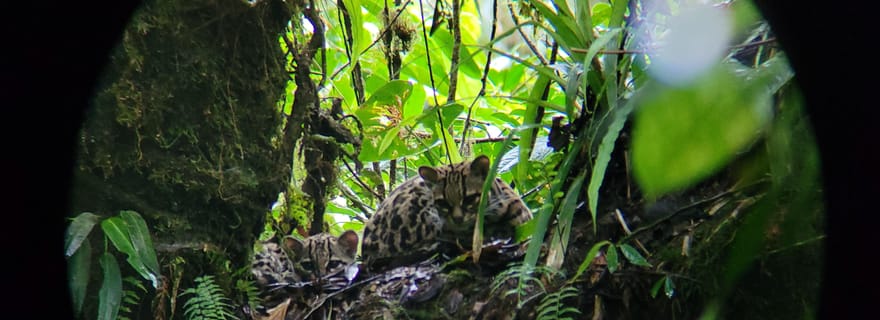 Monteverde : Apprécier les nuages à Monteverde