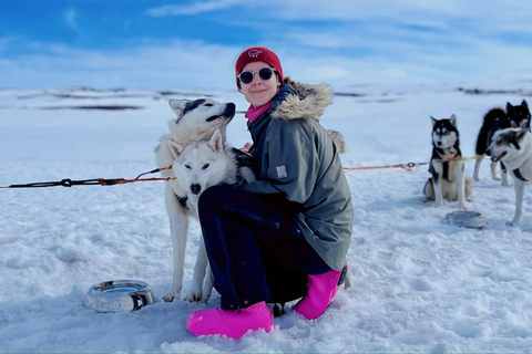Nordkjosbotn: Dog Sledding and Puppy Visit from Tromsø