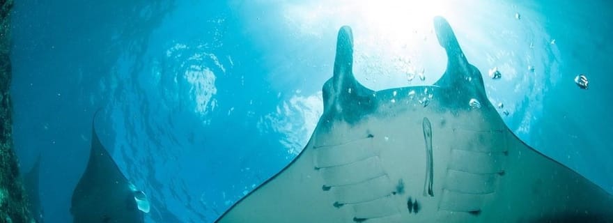 Au départ de Lembongan : Excursion privée de plongée en apnée à Nusa Penida