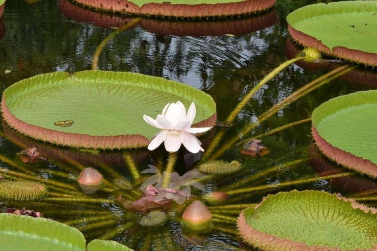 Viaggio nella giungla di Iquitos Premium Lodge