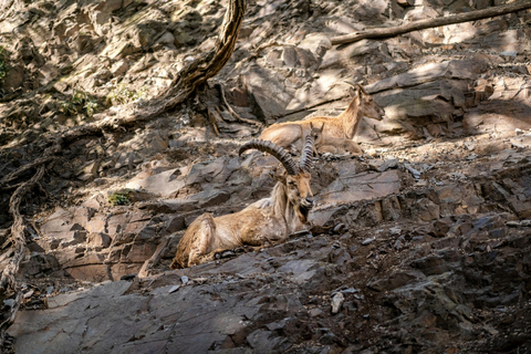 4-Days Masai Mara Safari From Nairobi With Park Fees