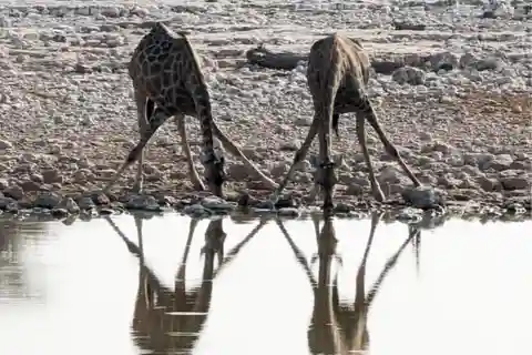 Excursión de 3 días al Parque Nacional de Etosha en camping