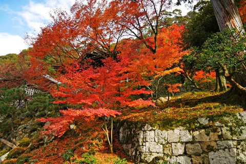 KYOTO: Wyrafinowana Podróż Harmonii: 4 uspokajające sceny