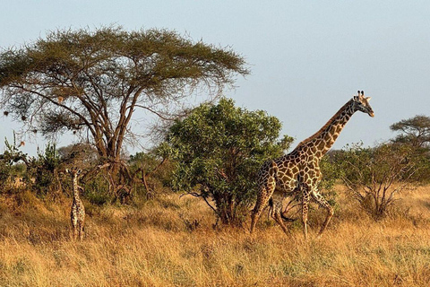 Mombasa/Diani: 2-Day Tsavo East Safari with Meals Private day tour to Tsavo East National Park - VAN