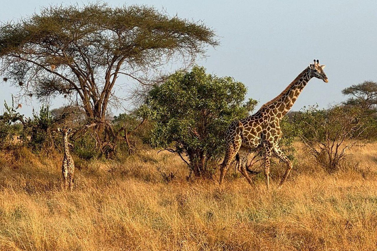 Mombasa/Diani: 2-Day Tsavo East Safari with Meals Private day tour to Tsavo East National Park - VAN