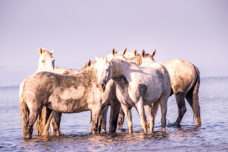 Camargue: Fotoworkshop in den Sümpfen mit freilaufenden Pferden