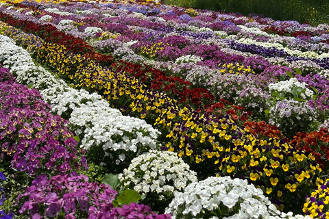 From Tokyo: Mount Fuji Full Day Customizable Private Tour LUXURY LAND CRUISER