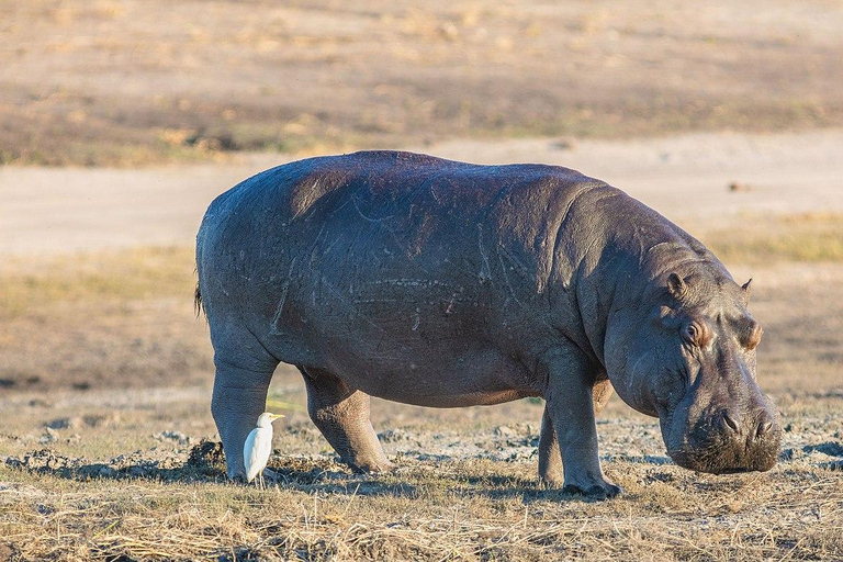 KwaZulu-Natal: Thanda Safari Private Game Reserve Tour