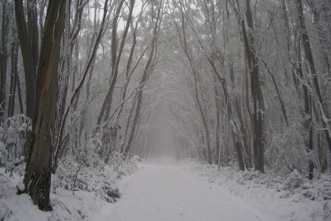 Från Melbourne: Lake Mountain snö tur