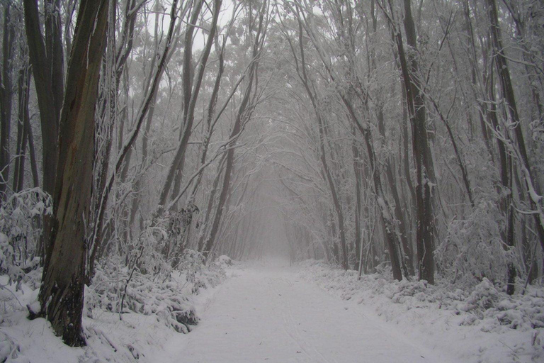 Vanuit Melbourne: Lake Mountain sneeuwtour