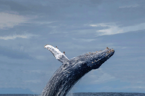 Shark Cage Diving: CAPE TOWN (Lunch & Transport included)