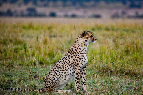 Amboseli und Maasai Mara 5Tage