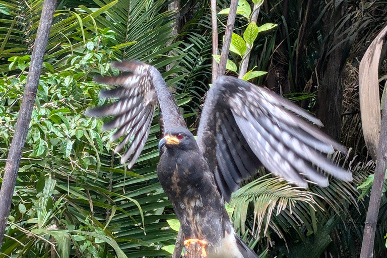 Panama City: Małpia Wyspa i rejs wycieczkowy po jeziorze Gatun