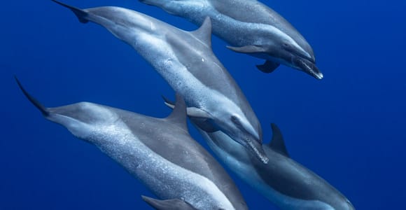 Dolphins breaking the surface beside a boat off Oahu's dry west coast