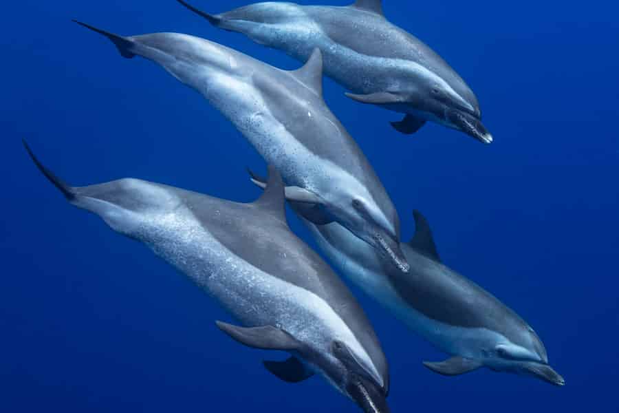 Oahu: Delfinschwimmen und Schildkröten-Schnorchelausflug in Waianae. Foto: GetYourGuide