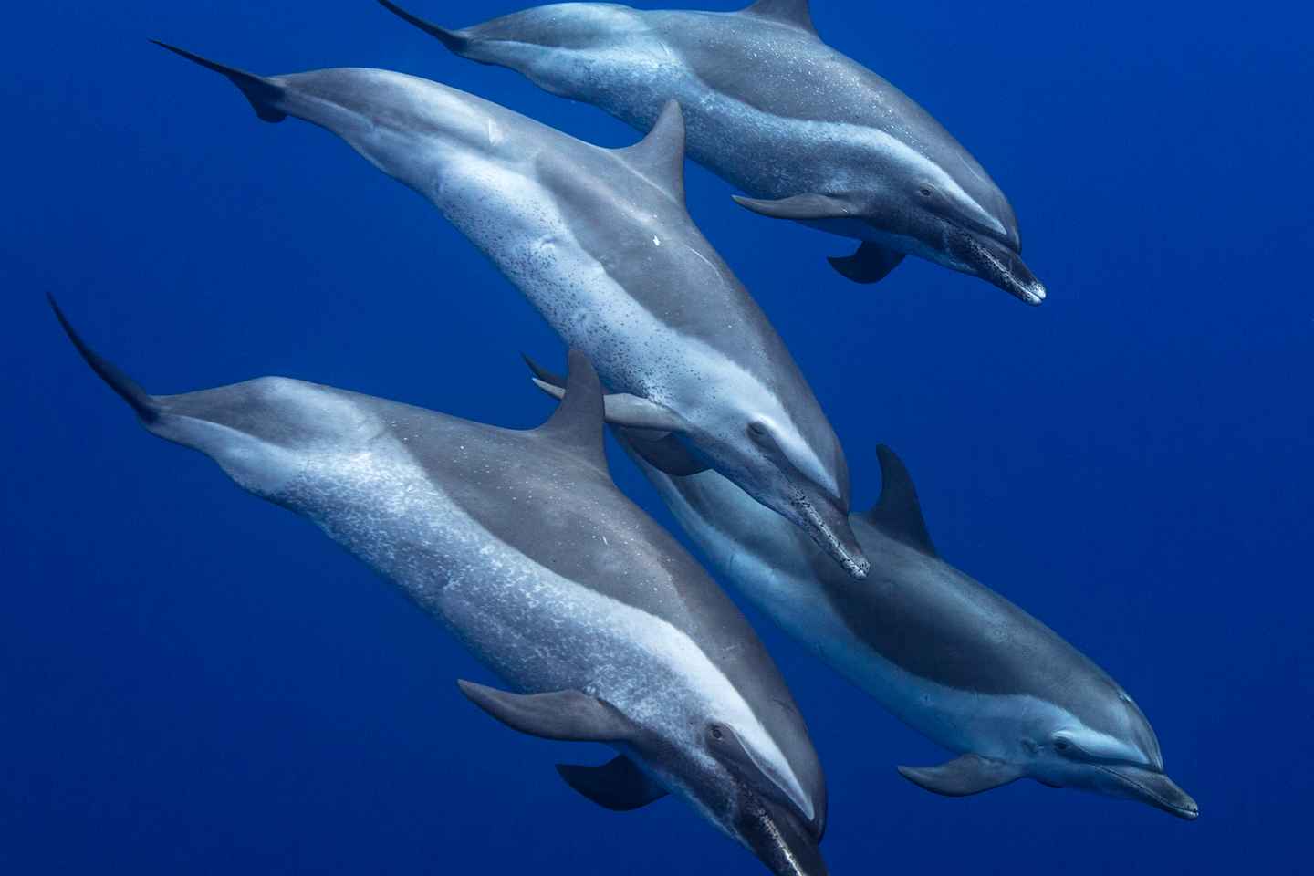 best tours in oahu | dolphin displays to put you in a 'spin'