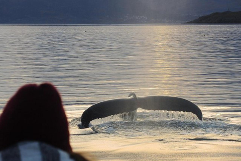 Beagle Channel on yacht with minitrekking